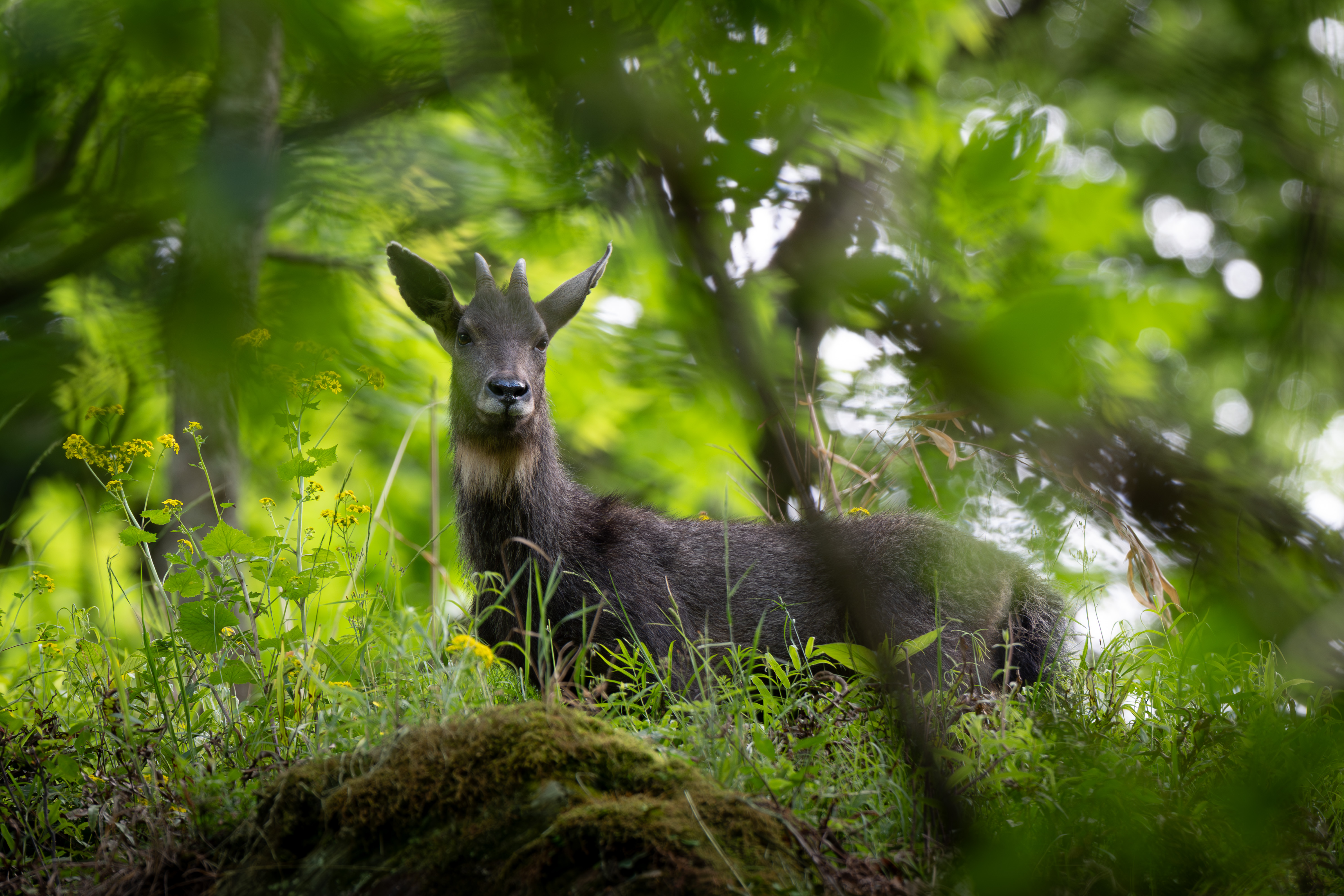 Goral