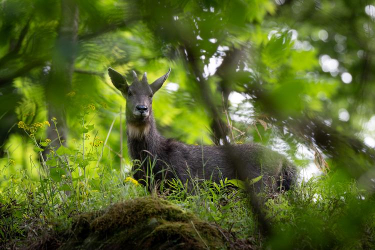goral.jpg
