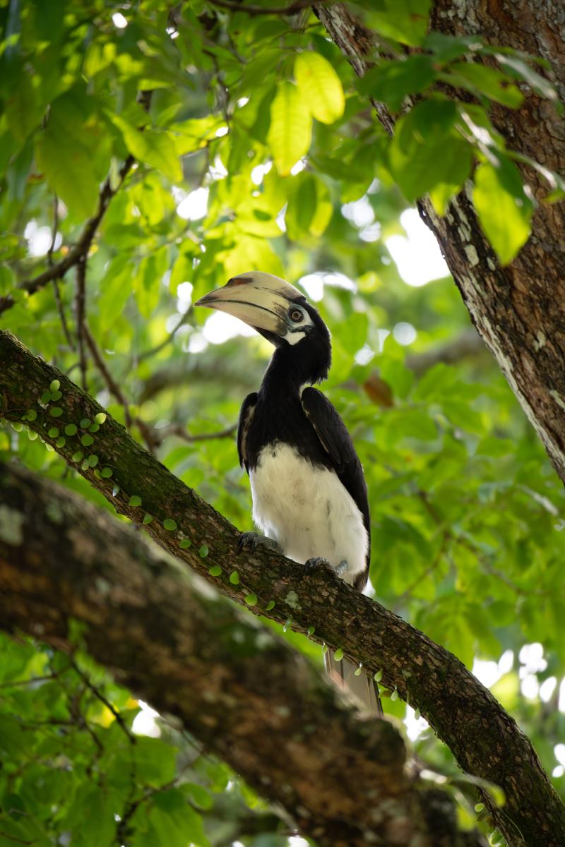 hornbill.jpg