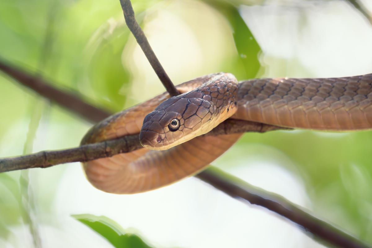 king-cobra.jpg