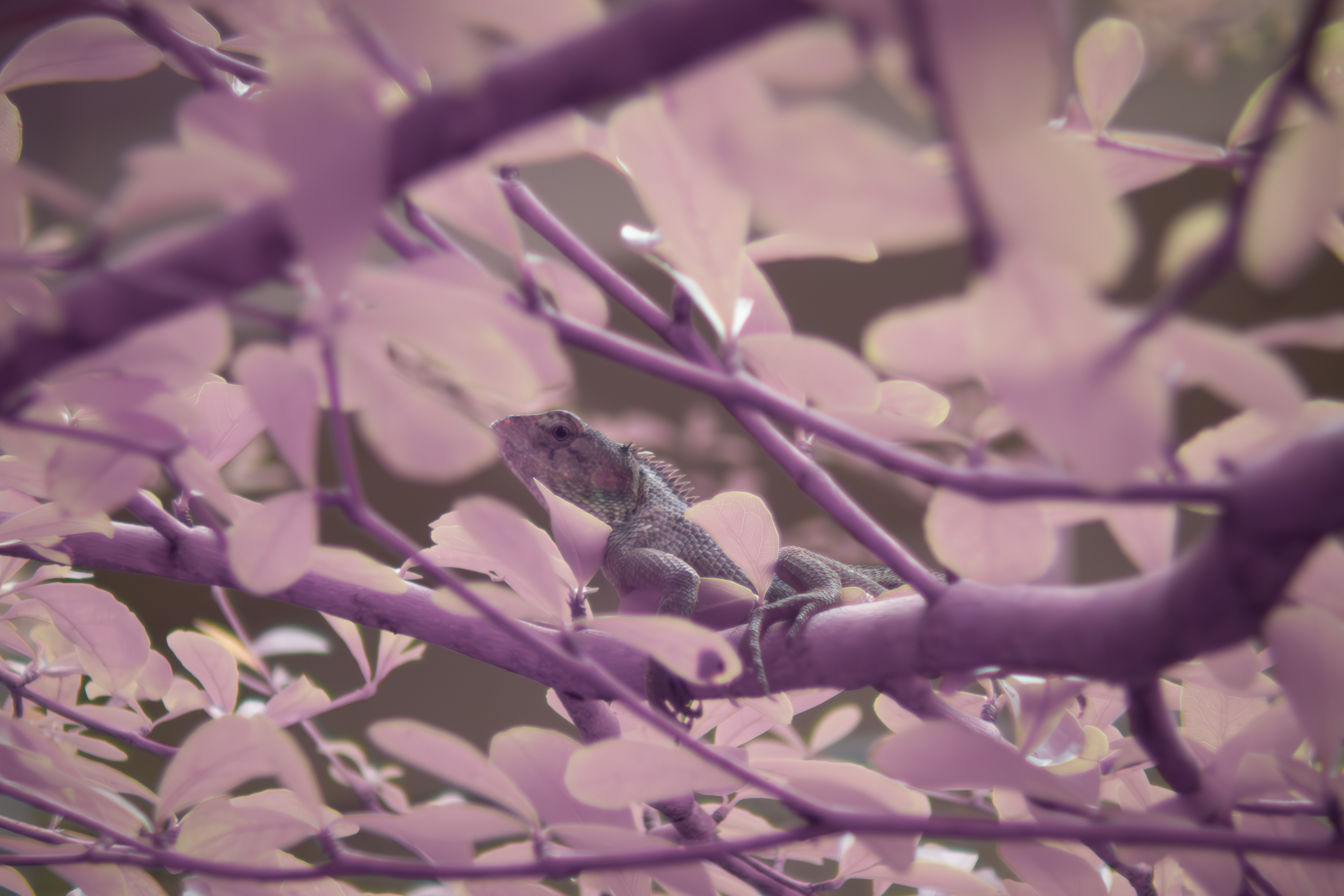 Lizard