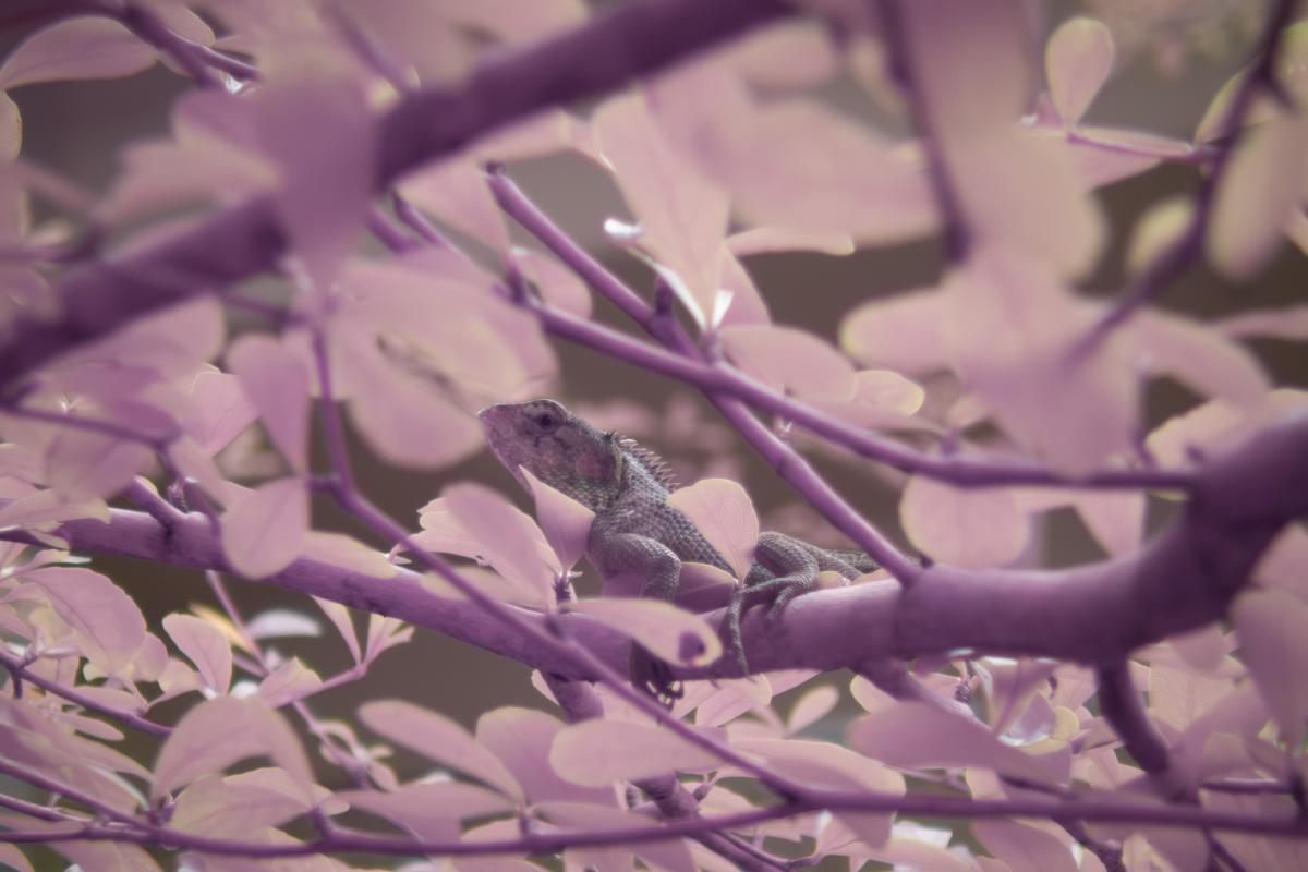 lizard.jpg