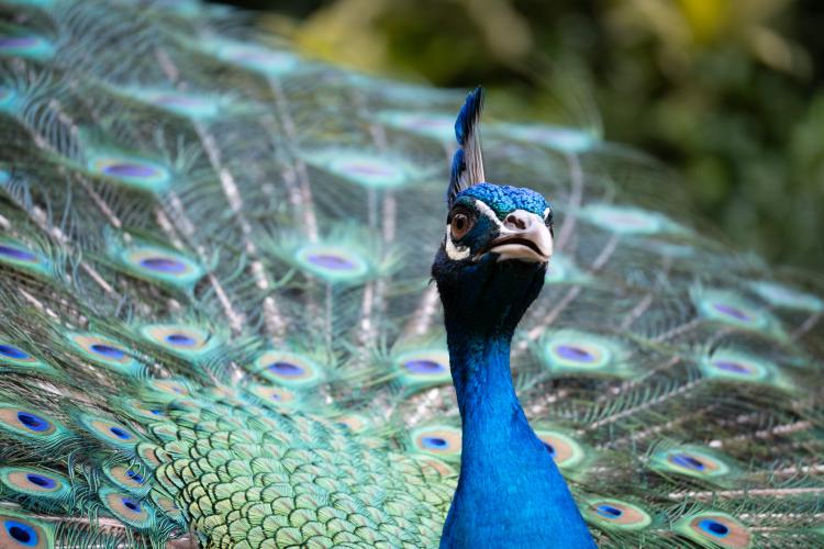 peacock.jpg
