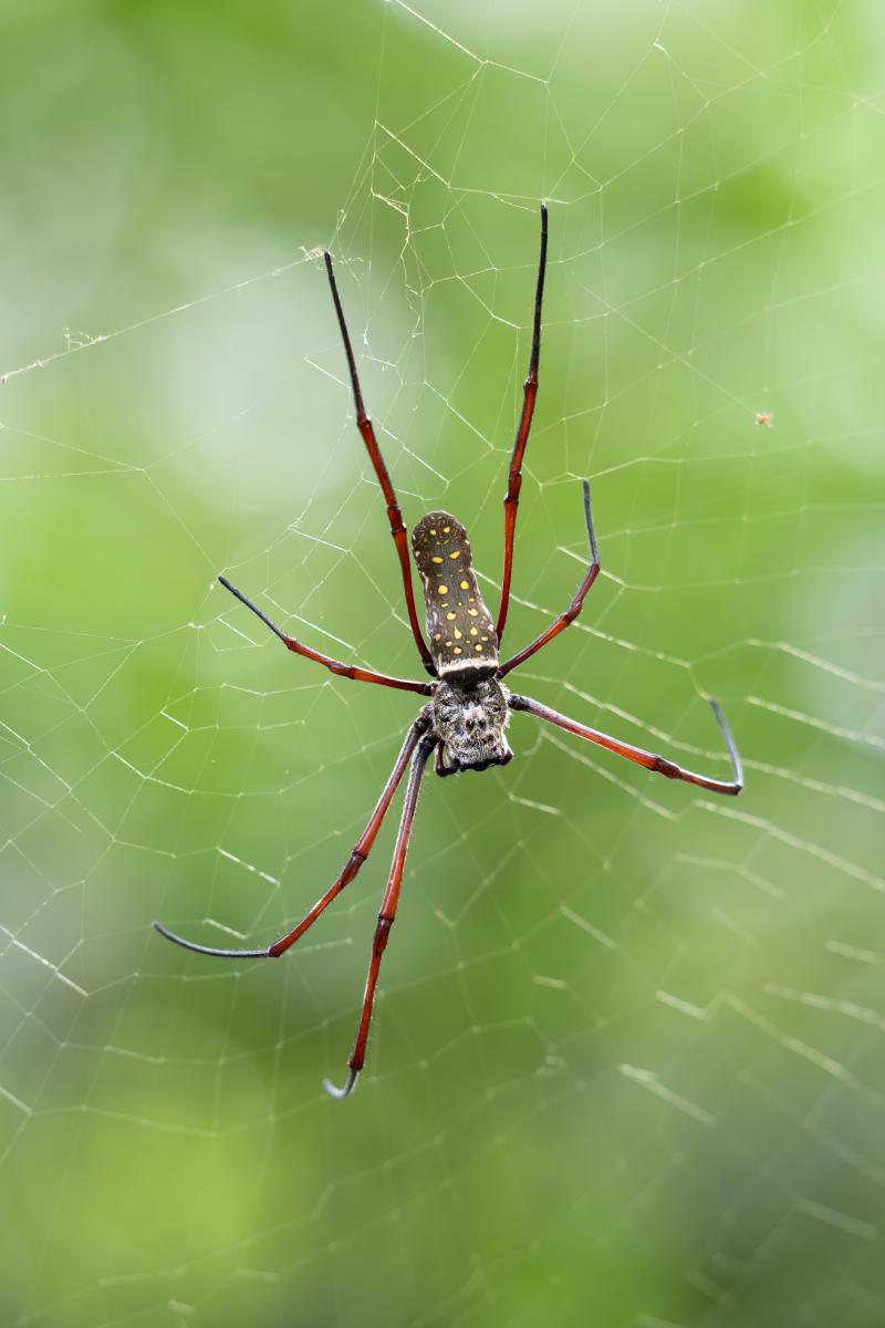 the-7-legged-hunter.jpg
