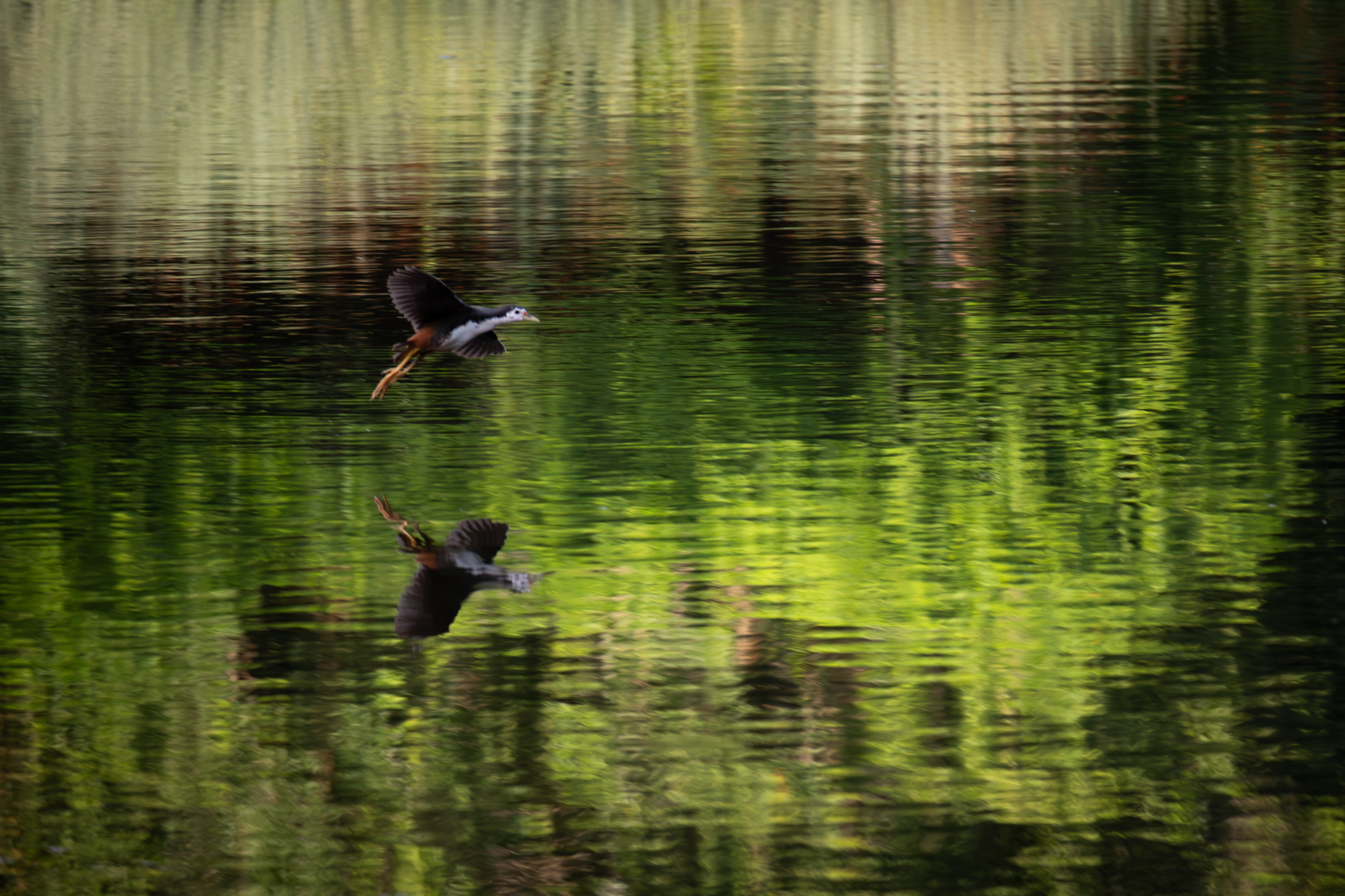Waterhen