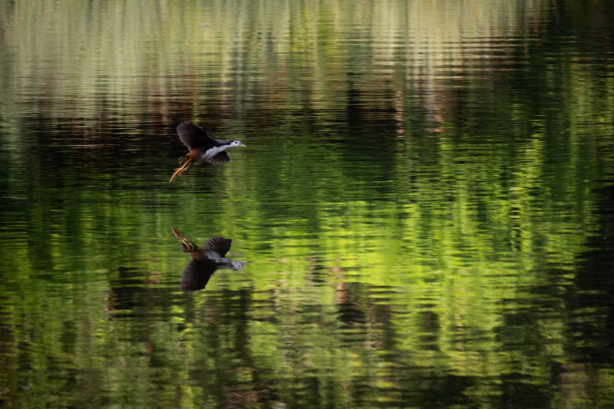 waterhen.jpg