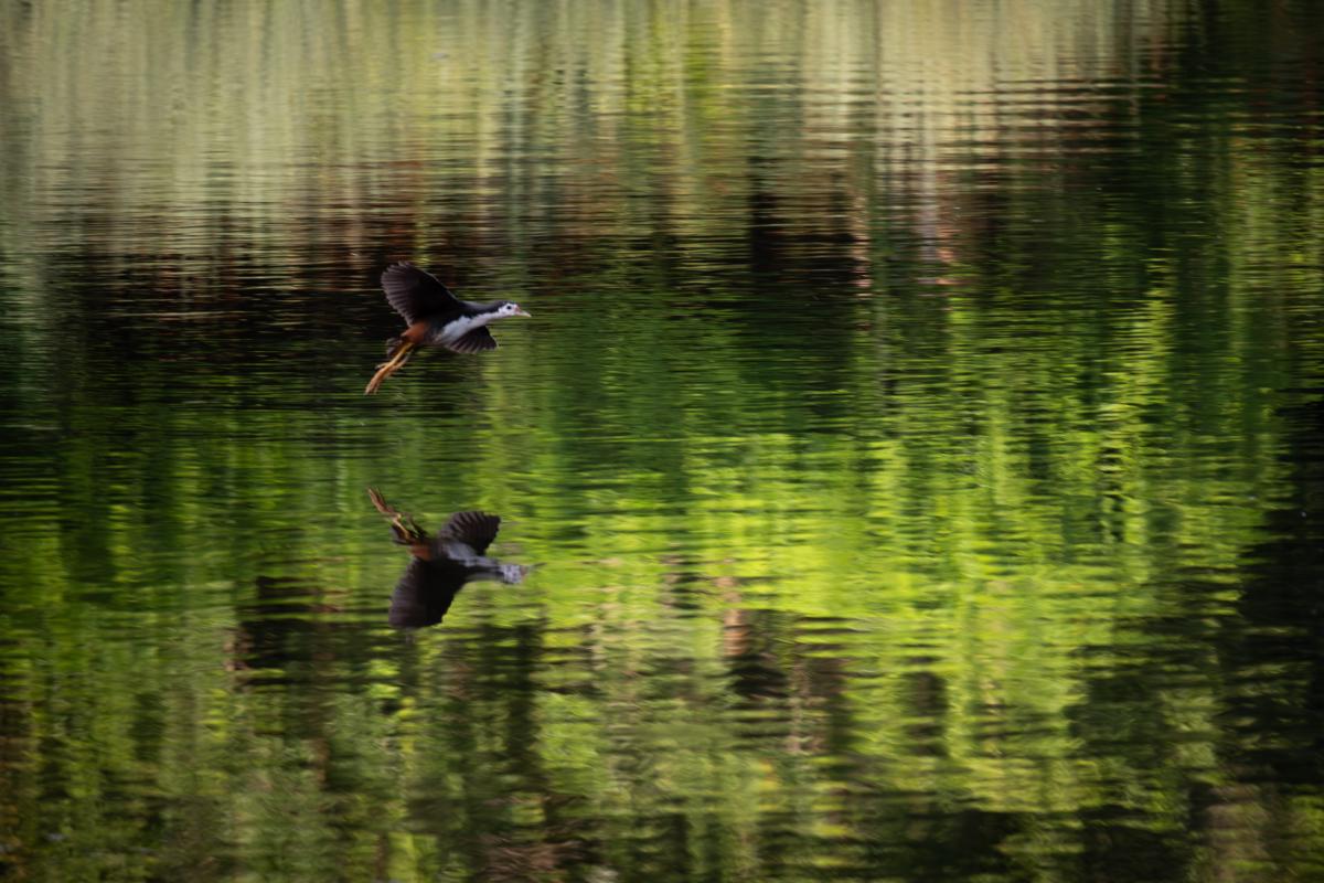 waterhen.jpg